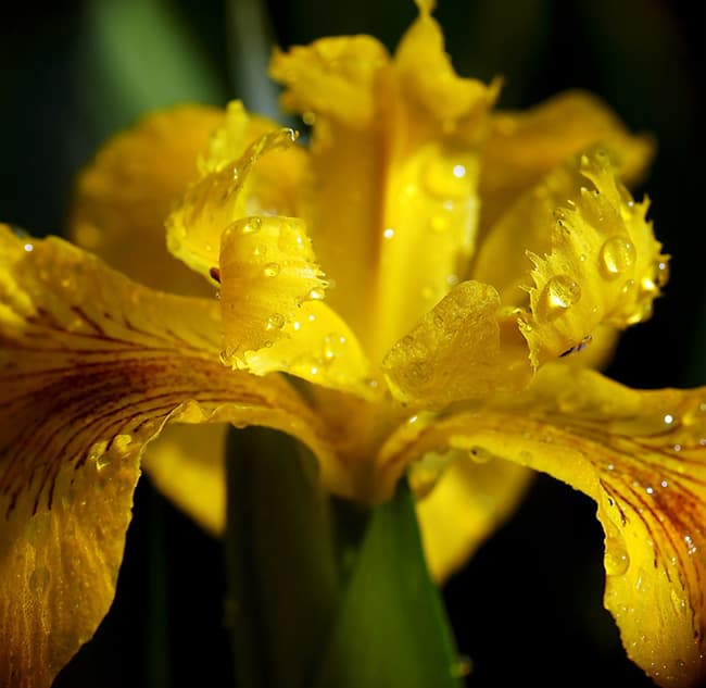 Iris pseudacorus Kollane võhumõõk